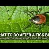 So, now is time to a) if you have pets, treat your yard, for fleas and ticks b) look around you home for ways rodents can enter, and buy bait. Https Encrypted Tbn0 Gstatic Com Images Q Tbn And9gcttybipbqiq2xkrij4wezsnu6xh58cau39eape1uxw1bjk4thef Usqp Cau
