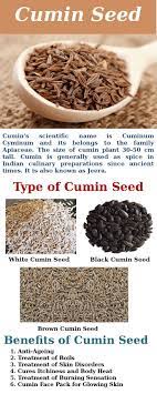 Amazing Benefits Of Cumin Seed Cumin Seed Cumin Plant Cumin