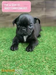 Deal direct with a registered breeder. Reduced French Bulldog X Pug Frug Puppies Payment Options Available