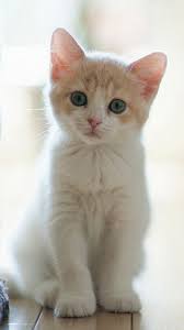 Pin By The Wallpaper Hd On Cat Dog Lover Cute Cat Wallpaper Baby Cats Cute Baby Animals