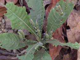 Image result for Elytraria