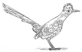 Patterned pumpkin coloring page by pat catan's. Correcaminos Grande Dibujo Para Colorear Road Runner Roadrunner Art Coloring Pages