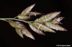 Image result for Sarcophrynium schweinfurthianum