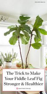 The Weird Free Trick To Make Your Fiddle Leaf Fig Stronger And Healthier Fiddle Leaf Fig Care Fiddle Leaf Fig Tree Plants