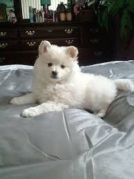 Pomeranian Black American Eskimo Dog Pomeranian American Eskimo Mix Pup Just Like The Proposal American Eskimo Dog Pomeranian Mix Puppies Cute Dogs And Puppies