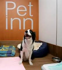 Maybe you would like to learn more about one of these? 19 Bow Wow Buzz Ideas Bow Wow Pets Dogs