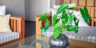 We did not find results for: 7 Jenis Philodendron Yang Sedang Digemari Daunnya Unik Dan Cantik Halaman All Kompas Com