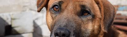 Besides the pet being comfortable in your home, a few. Dog Euthanasia Home Euthanasia For Dogs Catrysse Veterinary Clinic