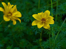 Bidens ferulifolia is native to mexico. Bidens Ferulifolia Goldmarie Zweizahn Goldkosmos Goldfieber