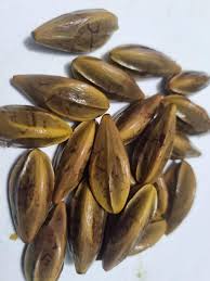 Image result for Canarium schweinfurthii