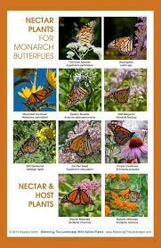 Cosmos flowers are one of the easiest annuals to sow from seed. Carol Dunk On Twitter Butterfly Plants Monarch Butterfly Garden Butterfly Garden Plants