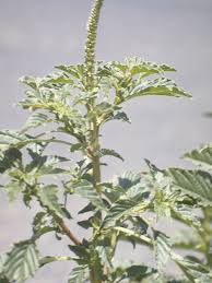 Image result for Amaranthus hybridus