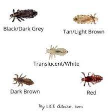 Some of these bugs can be harmful as they carry various diseases and bacterias, thus contaminating the food and making anyone sick who consumes it. Black Lice And Lice In Black Hair With Pictures My Lice Advice