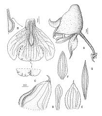 Image result for Polystachya odorata