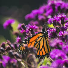Here is our favorite list. Native Plants For A Butterfly Garden Ontario Native Plant Nursery Container Grown 705 466 6290