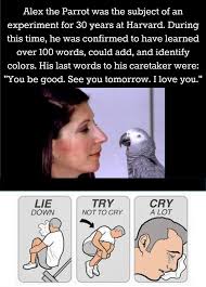Lie Down Try Not To Cry Cry A Lot Pagina Inicial Facebook