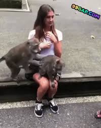 Funny Gif Of Hot Woman Vs Monkey Business Monkeys Funny Funny Gif Funny Animals