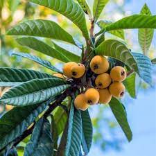 Each fruit contains three to five large brown seeds. Let S Make A Toast To One Tasty And Dependable Loquat Tree The Champagne Loquat Eriobotrya Japonica Champagne Is Adored For Its S Loquat Tree Fruit Plants