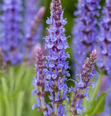 Salvia nemorosa 'Blauhügel'
