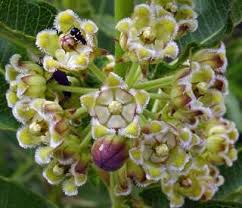 Image result for Xysmalobium holubii