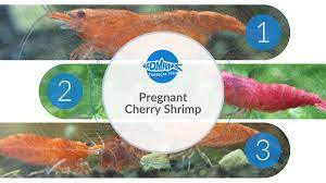 Pregnant Cherry Shrimp: A Complete Guide To Taking Care Of Them