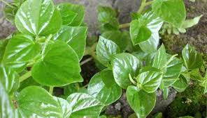 4.4 / 5 ( 36 votes ). 15 Manfaat Daun Sirih Cina Bagi Kesehatan Portalmadura Com