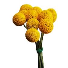 Maybe you would like to learn more about one of these? Craspedia Billy Balls Yellow Flower Yellow Flowers Wholesale Flowers Wedding Flower Ball