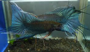Betta Fish Vs Honey Gourami - Which Is The Ultimate Center Piece Fish? -  Youtube