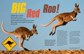 Image result for kangaroos