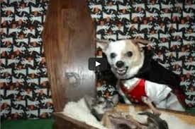 Dann verkleiden sie die pappkartons komplett in alufolie. Video Die Besten Halloweenkostume Fur Hund Und Katz
