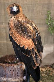 Eagle Birds Of Prey Animals Wedge Tailed Eagle Pet Birds Wedge Tailed Eagle Birds Of Prey