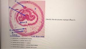 (a) is it a plant cell or an animal cell? Stione These Cells Make Up A Tissue Called These Chegg Com
