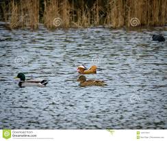 Thee Species Of Ducks And A Distant Coot Bird Seen On A