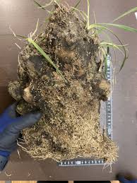 Image result for Xerophyta trichophylla