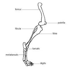 Broken the leg stl file. Anatomy And Physiology Of Animals The Skeleton Wikibooks Open Books For An Open World