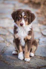 They have an affinity for horses and they make great working dogs for cowboys and ranchers. Kompletter Mini Australian Shepherd Guide 6 Fakten Mussen Gelesen Werden Perfekte Hunderassen Rassen