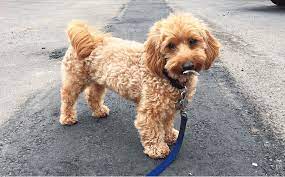 44 Types Of Poodle Mixes Which Poodle Cross Breed Is Right For You Poodle Mix Breeds Poodle Mix Dachshund Mix