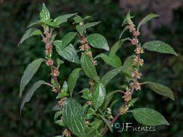 Image result for Parietaria