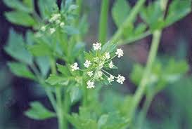 Image result for Apium graveolens
