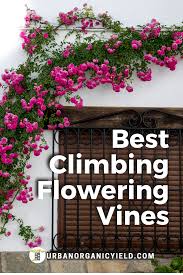 Some, such as grapevines, grow tasty edible fruit. Best Climbing Flowering Vines To Add To Any Fence Fast Growing Flowers Climbing Flowers Flowering Vines