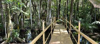 Image result for Pterocarpus