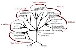 Whittaker was a scientist who proposed five kingdom classification for organisms in the year 1969. Kingdom Biology Wikipedia