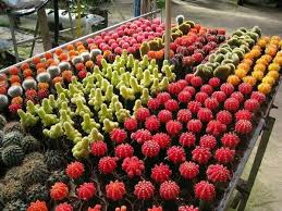 Cameron Highlands Cactus Valley Cameron Highlands Succulents Cactus
