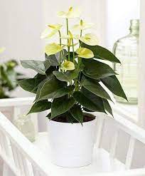 Pin By Avis Andrulli On Lucky Plants Anthurium Plant Plants Anthurium