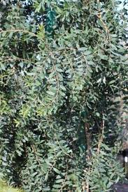Image result for Melaleuca quinquenervia