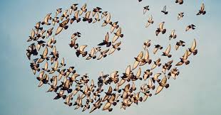 نتیجه جستجوی لغت [flock] در گوگل