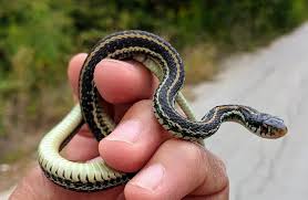 And my contact information can be found on. Photos Of Texas Garter Snake Subspecies Thamnophis Sirtalis Annectens Inaturalist