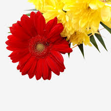 It should appear reasonably bright. Red And Yellow Flowers Red Flower Yellow Flower Flowers Png Transparent Clipart Image And Psd File For Free Download