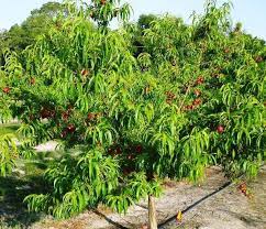 Maybe you would like to learn more about one of these? Peach Florida King Islamabad Nursery Farm Facebook