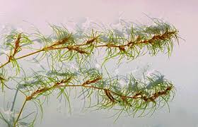 Image result for Najadaceae